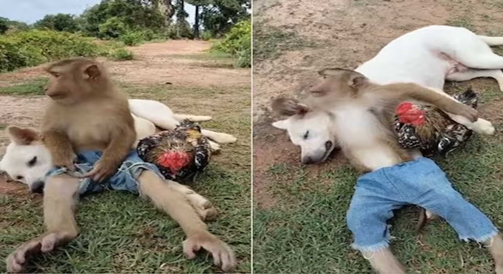ये दोस्ती हम नहीं तोड़ेंगे मुर्गे बंदर और कुत्ते में दिखी गहरी मित्रता साथ में आराम फरमाते आए नजर
