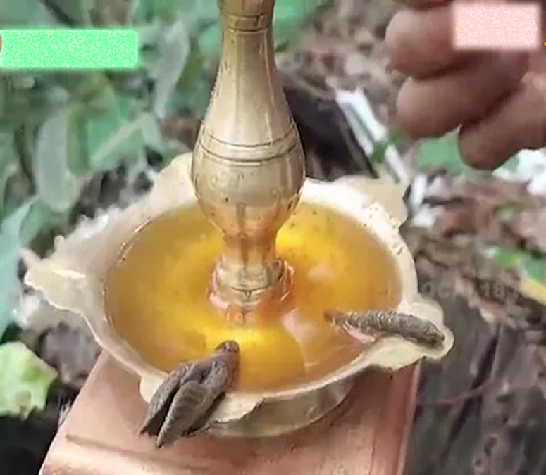 तेल में डुबाने पर मोमबत्ती की तरह जलने वाला पौधा, जानिए कहां मिलता है?
 